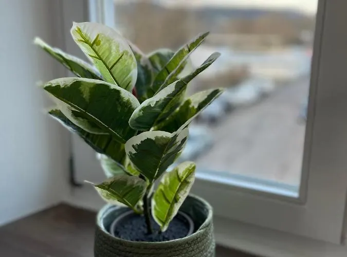 דירה Zum Zollkran טרייר